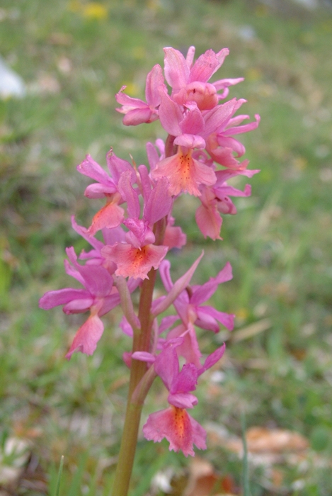 Orchis x colemanii (ibrido: Or. mascula x Or. pauciflora)